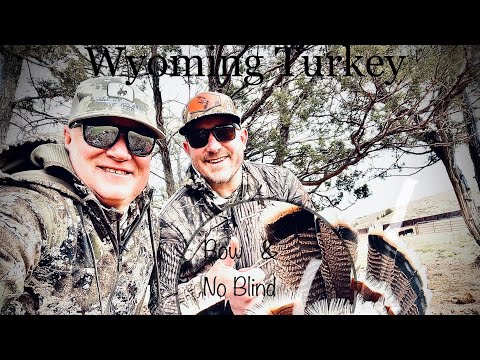 Turkey with bow and no blind in Wyoming #mathews #bow #turkeyhunt #turkeyhunting #turkey