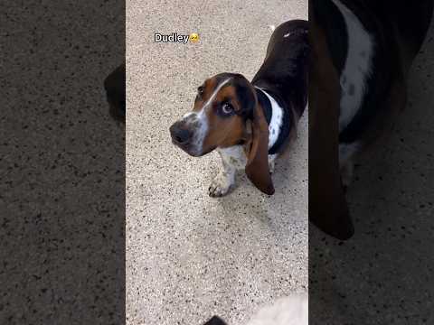 Let’s see what dogs have the biggest ears at dog daycare! #dogdaycare #doglover #dog