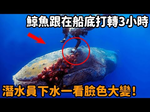 The whale followed the bottom of the ship for 3 hours without leaving. The diver went into the wate