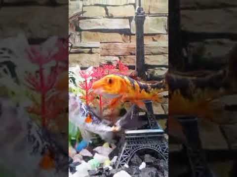 Aquarium fish tank setup ||  my friend gifted me this aquarium setup with fishes as a birthday gift