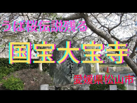 【国宝大宝寺】国宝の本堂と「うば桜」伝説　愛媛県松山市　National Treasure Taihoji Temple 【Matsuyama City, Ehime Pref Japan】