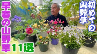 【早春の山野草】初心者の園芸！育てやすい山野草11選【花と緑のグリーンバレイ】