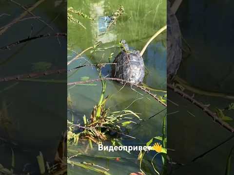 Сочинские черепахи🐢😊# 22 октября