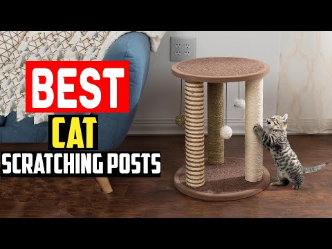 ✅Top 5 Best Cat Scratching Posts in 2025