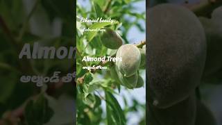 Blossoms of Bliss: Almond Trees  #AlmondBlossoms #SpringBlooms #InstaNature #drcalmssanjeevani