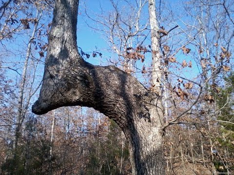 The Truth About Mysterious Bent Trees Of The Forest.