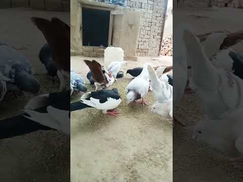 #beautiful #kabootar #pigeonwings #pigeon #birdspecies #whitepigeon #pigeonbird #pigeonlover #pigeon