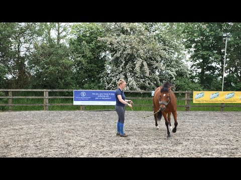 Horse Exercises | Small Circles in Hand