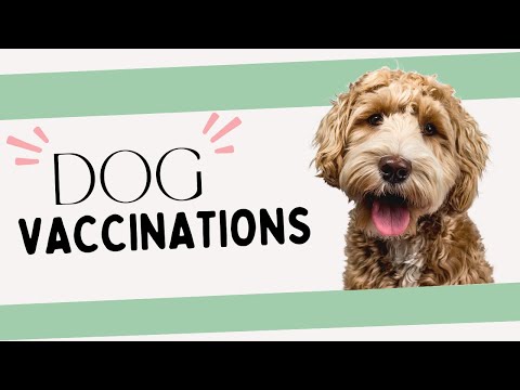 Everything Your Should Know About Dog Vaccinations