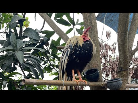 giải trí tổng hợp thiên nhiên cuộc sống  đang phát trực tiếp!gà rừng thuần #chicken