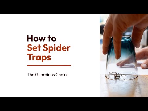 How to Set Spider Traps | 13 Steps | The Guardans Choice