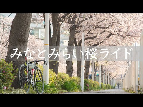 Riding a row of cherry blossom trees by bicycle (Kanagawa, Japan)