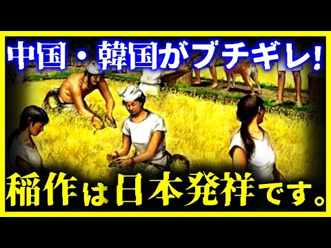 【全部ウソだった!?】稲作は日本発祥!?まさかの渡来人が日本に伝えたというウソ・・・【ゆっくり解説】