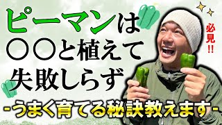 ピーマンは〇〇と植えて失敗知らず！！うまく育てる秘訣教えます