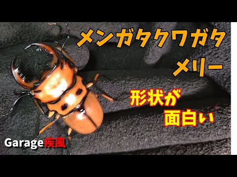 メンガタクワガタ　メリー　羽化　形状が面白い　#クワガタ #カブトムシ