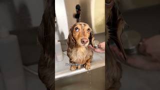 How to wash your wiener dog🥹🧼 #wienerdog #dachshund #doggrooming #spawday #shorts