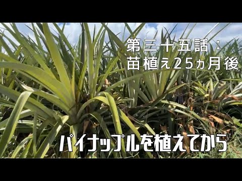 【第三十五話】パイナップルの成長過程を追って 〜 苗を植えてから 〜