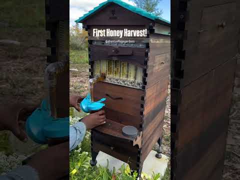 Nala's First Honey Harvest