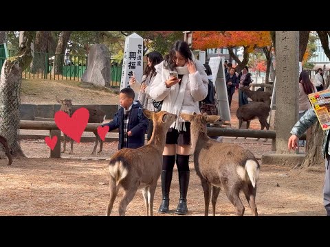 朝の奈良公園は楽し過ぎる🦌外国人観光客も鹿に追い込まれ笑いが止まらない😄