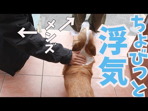 うっかり浮気しそうになるコーギー犬