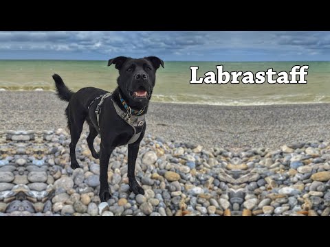 7 Things To Know Before Buying Labrastaff | Labrador Retriever Staffordshire Bull Terrier Mix