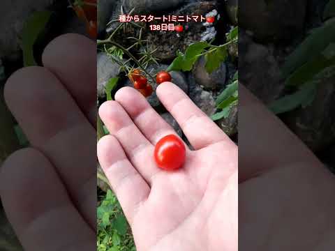 種からスタート!ミニトマト🍅138日目🍅 #shortsfeed #種から育てる #家庭菜園 #ミニトマト栽培