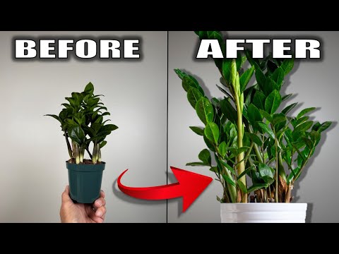 7 ZZ Plant Care Tips That You Need to Know - Houseplant Care