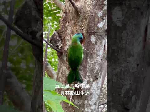 五色鳥啄木鳥，在員林藤山步道