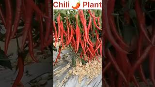 Chili 🌶️ Plant #youtubeshorts #shortsvideo #shorts