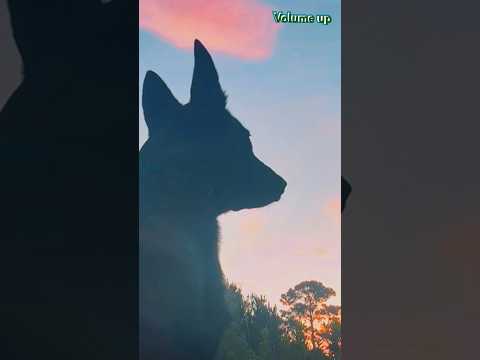 #malinois watches #beautifulsunrise #belgianmalinois #sunrise #morninginspiration