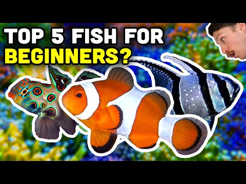 Top 5 Beginner Saltwater Fish from Top Shelf!