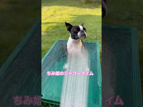 #bostonterrier #ボストンテリア #dog #dogshorts #犬