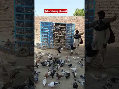 #beautiful #pigeon #kabootar #shortvideo #shorts #youtubeshorts #whatsappstatus #pigeontypes #pigeo