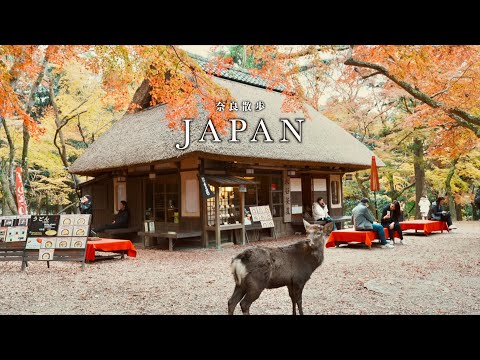 Nara Travel】Beautiful scenery as if you jumped into a picture book.