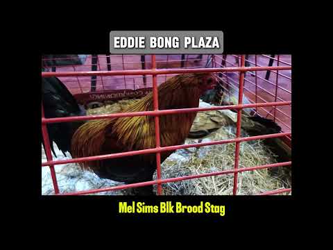 MS Blk Brood Stag & Brood Hen #shortvideo  #shortsfeed