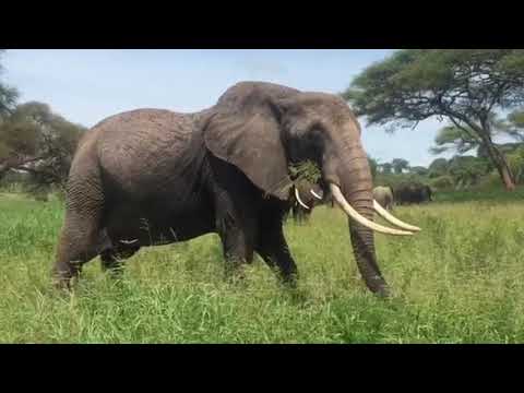 Elephant | Copyright Free Video Footage