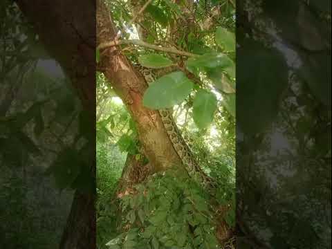 Indian Python At Rajaji National Park Rishikesh । Rock Python । अजगर मिला राजाजी नेशनल पार्क में