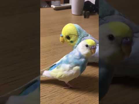 呼んだ？ #shorts #セキセイインコ #budgie #かわいい #すいちゃん