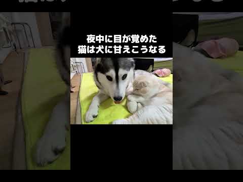 夜中に目が覚めた猫は犬に甘えてこうなります...笑#shots  #cat