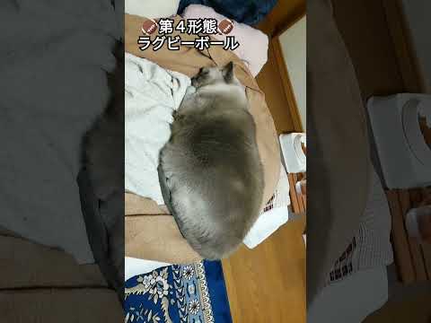 【楕円なネコちゃん】第４形態テトちゃん　#shorts #ねこ　#変形