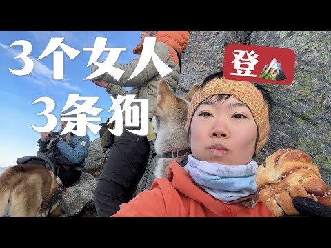 狗带我爬雪山｜MBTI人格测试｜生病了 吃森林里跑的猪 我在挪威的计划