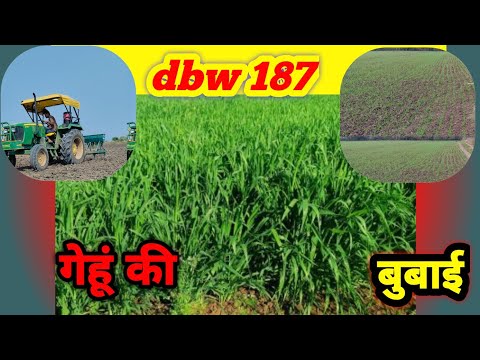 I’m Planting DBW 187 Wheat - Variety Trials Part 1 करण बंदना 187 गेहूं