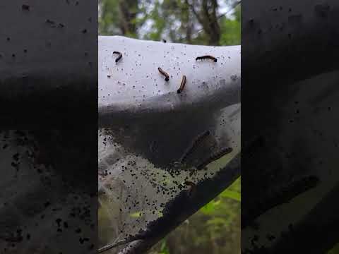 Nature's Bird Feeder #caterpillar #nature #outdoors