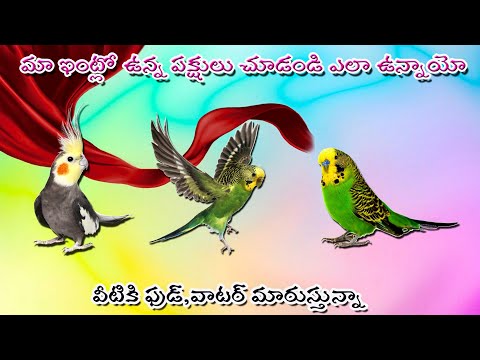 మా ఇంట్లో ఉన్న పక్షులు చూడండి ఎలా ఉన్నాయో | ఫుడ్, వాటర్ మారుస్తున్నాను.Full Video. Cockatail,Budge .