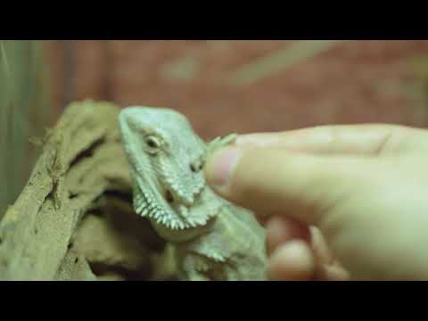 How and what to feed your bearded dragon.