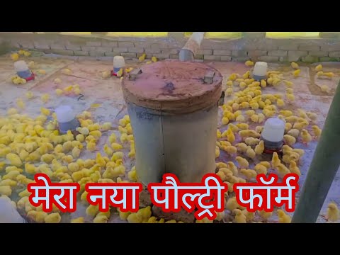 आज हमारे नये फॉर्म मे मुर्गी ke बच्चे आये हैं | poultry industry |deshi life #poultry #agriculture