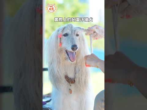 關於阿富汗獵犬...看來王思佳本次挑戰應該很不容易😅【 萌寵明星粗乃玩 】#王思佳 #王美 #阿富汗獵犬 #一日系列 #大型犬 #shorts @haveapetday