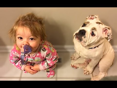 Cute Dogs Love Babies Compilation