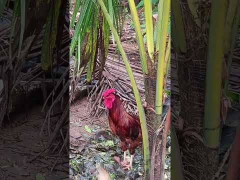 Chicken with verity Comb🐓 #chicken #nature #shortfeeds #foodlover #beauty #comb