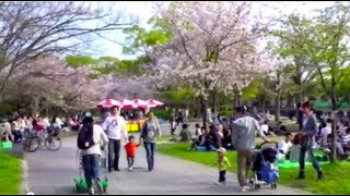 Hanami - Cherry Blossom Viewing (Hanami 花見) and Picnics, Japan